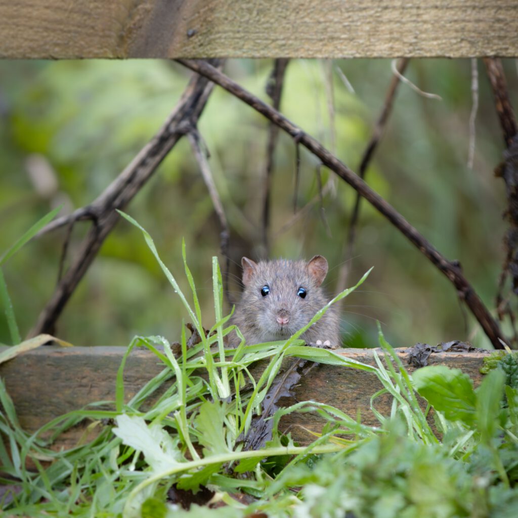 A close-up of a mouse peeking through grass and a wooden fence outdoors.